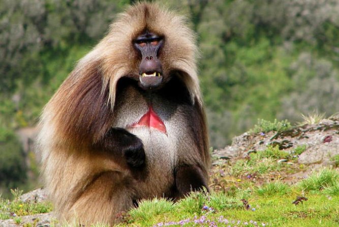 DAY TRIP TO Debre Libanos Monastery Cave Church Nature and Wildlife - Lunch with Ethiopian flavors and a coffee ceremony