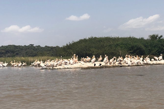 Day Trip To Lake Ziway - Bochessa Birding Area from the lake shore