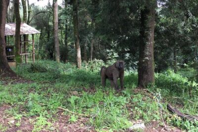 Day Trip To Menagesha Suba Forest