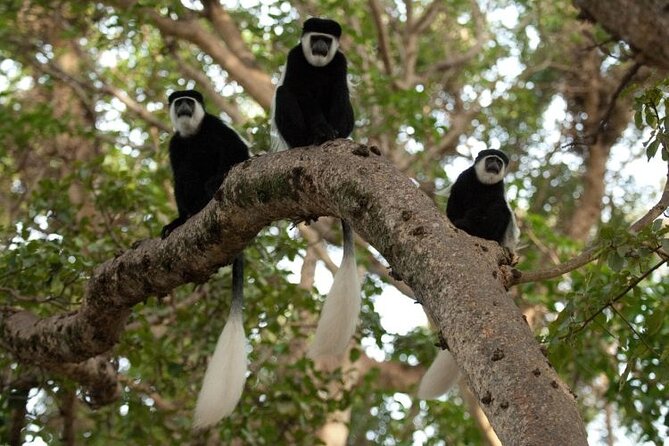 Day Trip to Menagesha Suba Forest from Addis Ababa - Why Menagesha Suba makes a good Addis Ababa escape