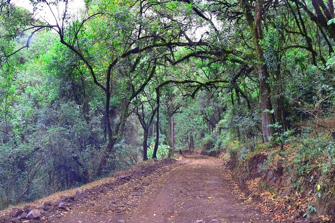 Day Trip to Menagesha Suba Forest from Addis Ababa - Lunch, coffee, and the social side of the day