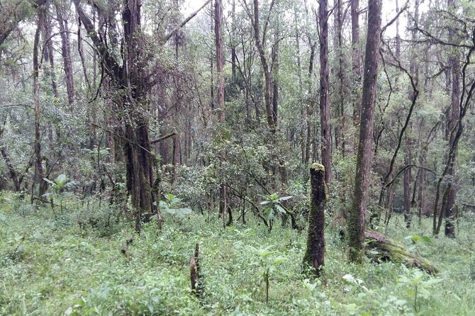 Day Trip to Menagesha Suba Forest from Addis Ababa - The guide and the value of private service