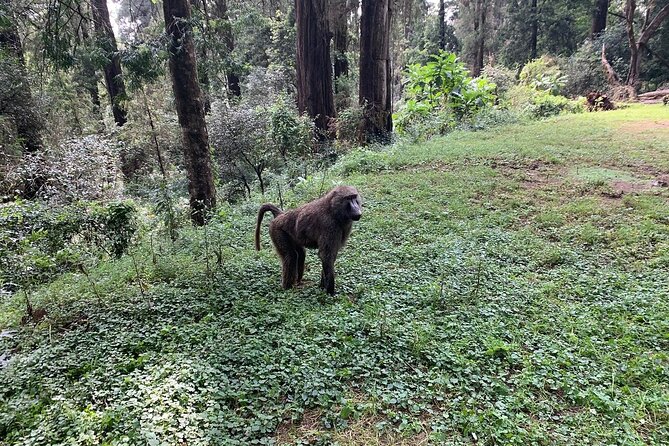 Day Trip to Menagesha Suba Forest from Addis Ababa - Is $130 a fair price?
