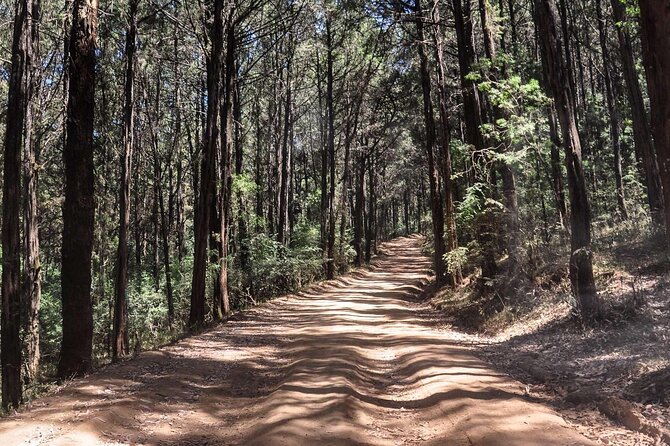 Day Trip to Menagesha Suba Forest from Addis Ababa - What to wear and bring