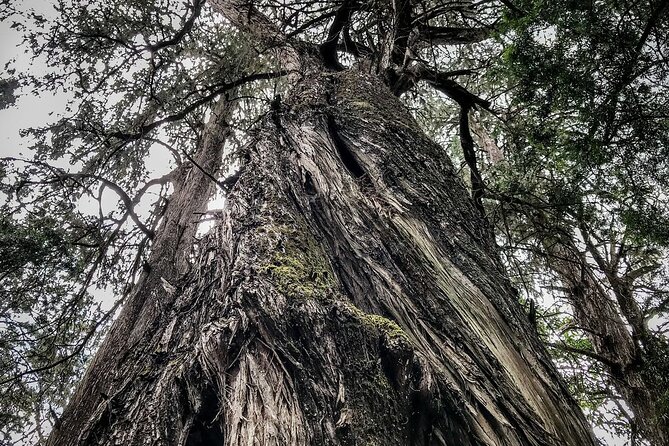 Day Trip to Menagesha Suba Forest from Addis Ababa - Walking among juniper and Erica trees
