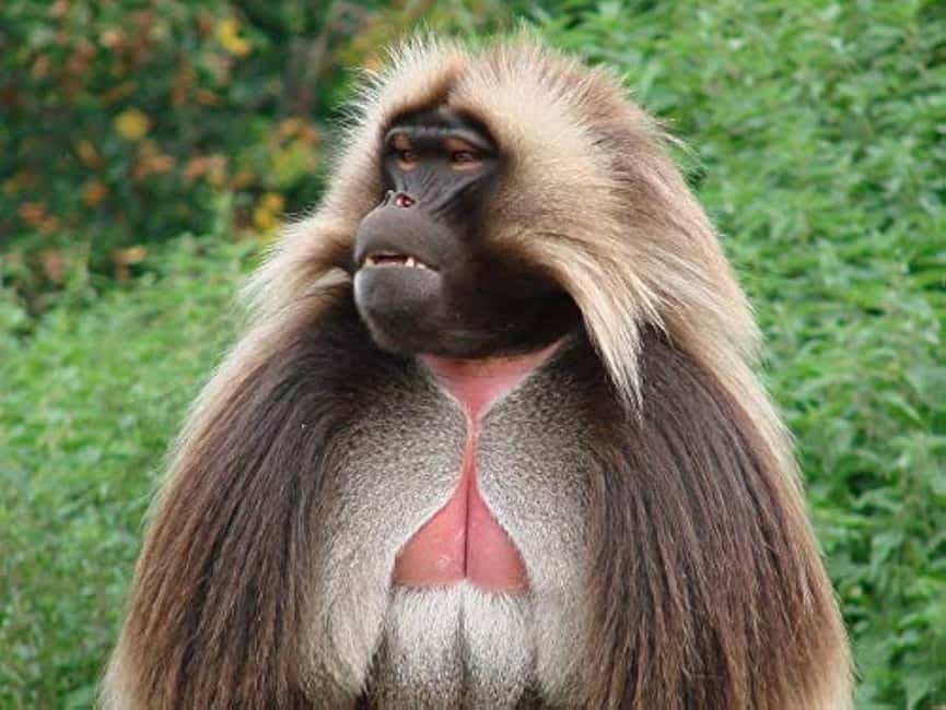 Day Trip To See Monastrys,Amazing landscapes & Animals - Gelada monkeys, an Ethiopian specialty