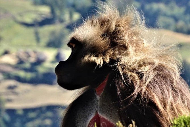 Debre Libanos and Portuguese bridge - Looking for Geladas in the highlands