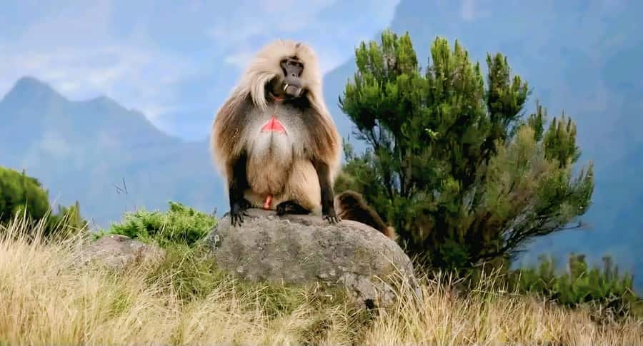 Debre Libanos Monastery & Scenic Portuguese Bridge Tour - What the long drive is really like