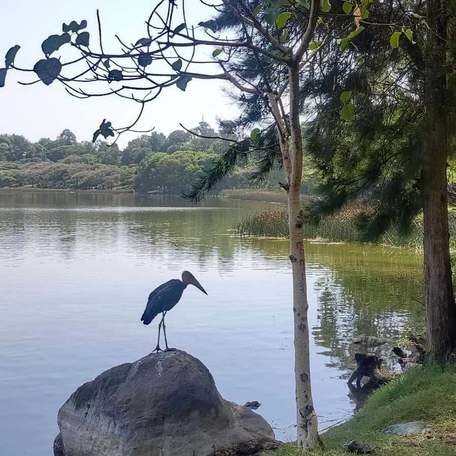 From Addis Ababa: Bisheftu Lake Side Tour - Key points to know before you go