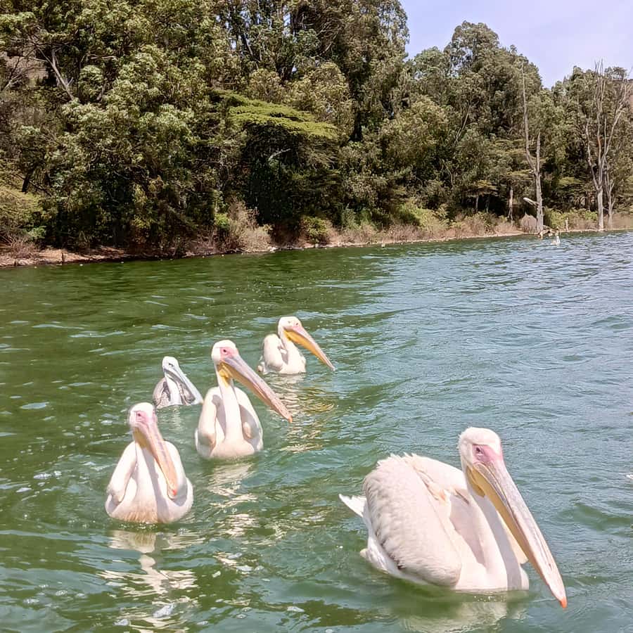 From Addis Ababa: Bisheftu Lake Side Tour - Lake Bishoftu and the hour on the water