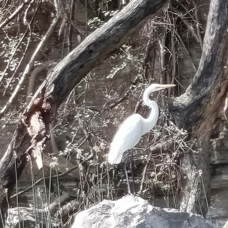 From Addis Ababa: Bisheftu Lake Side Tour - Birdwatching from November to February