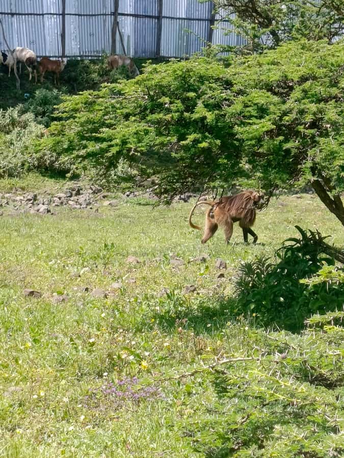 From Addis Ababa: Bisheftu Lake Side Tour - Starting from the Bole area