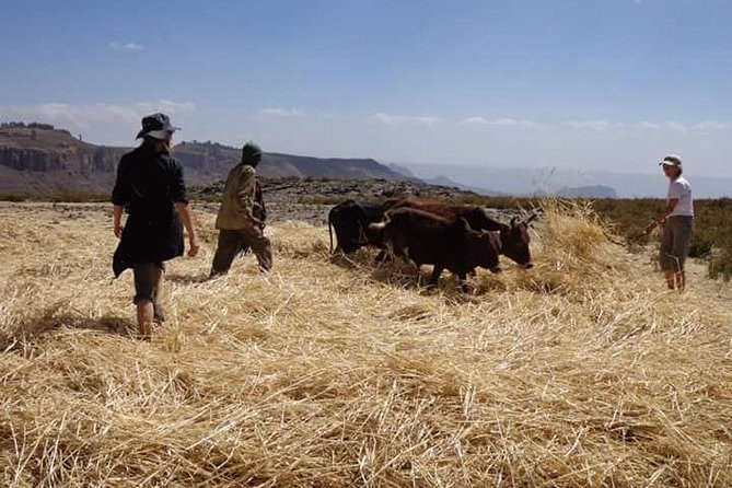 Lasta Mountains: Highland Eco Trekking Tour in Lalibela - Wildlife on the Lasta Mountains trail