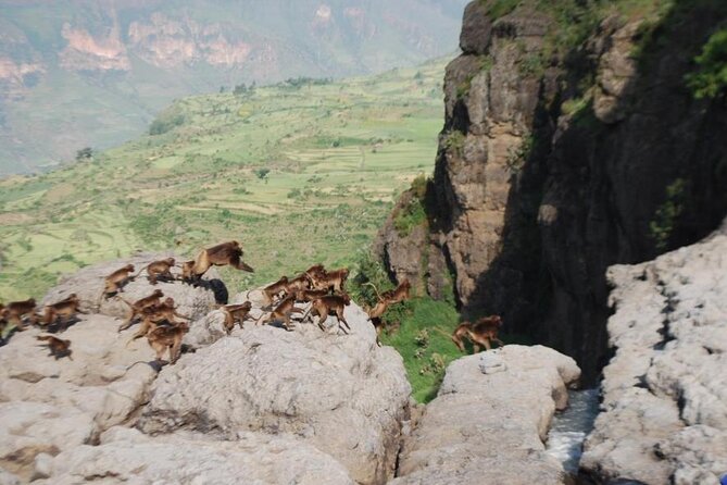 Nature & Historical day trip to Debrelibanos and the beautiful Jemma valley - The road north from Addis Ababa