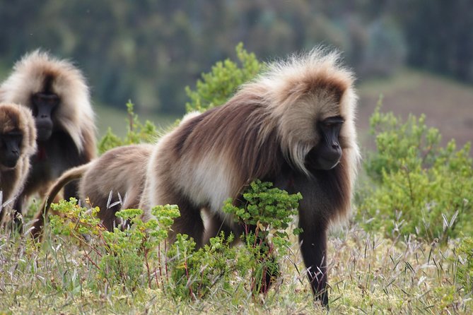Northern Ethiopia Historic Route - Walking to Blue Nile Falls