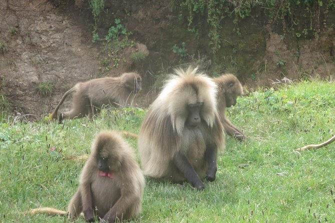 Northern Ethiopia & Trekking Simien Mountains , 10 Days - Gondar’s castles, ruins, and painted ceiling