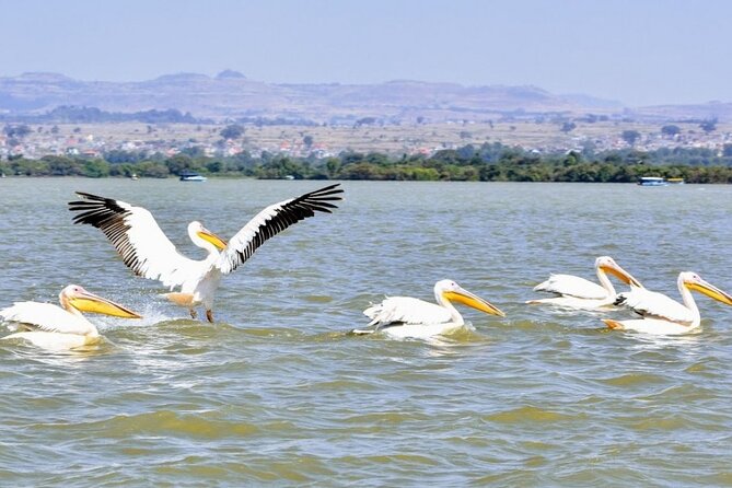 Private Guided Tours To Bahir Dar Lake Tana Monastery & Blue Nile Waterfalls - Guides, organization, and the human side