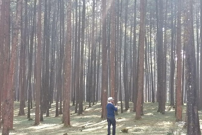 Round Trip to Menagesha Suba Forest Park - Menagesha Suba and its 15th-century past