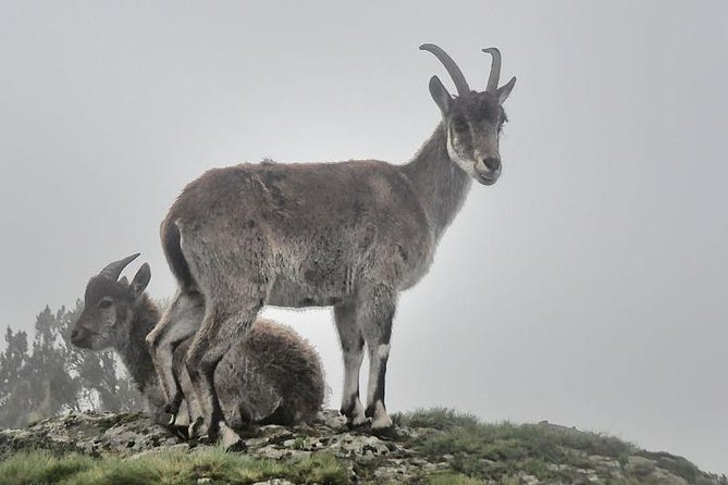 Simien Mountains – 4 Days - Why the Simien Mountains are worth four days