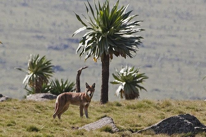 Simien Mountains – 4 Days - Practical concerns about pace, altitude, and weather