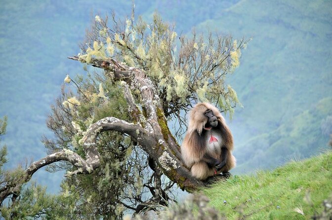 Simien Mountains National Park – 7 Day Trek - Key points at a glance