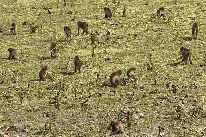 Simien Mountains National Park – 7 Day Trek - Day 4: Chennek over Buwhit Pass to Sona
