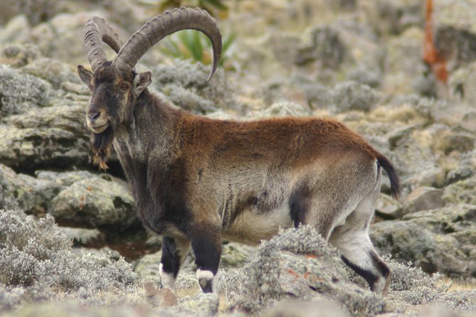 Simien Mountains National Park – 7 Day Trek - Day 1: Gondar to Sankaber and the first cliff-edge walk