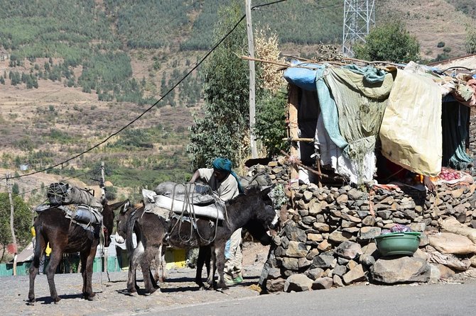 The Best way to Discover Addis Ababa - Mount Entoto, where Addis begins above the city