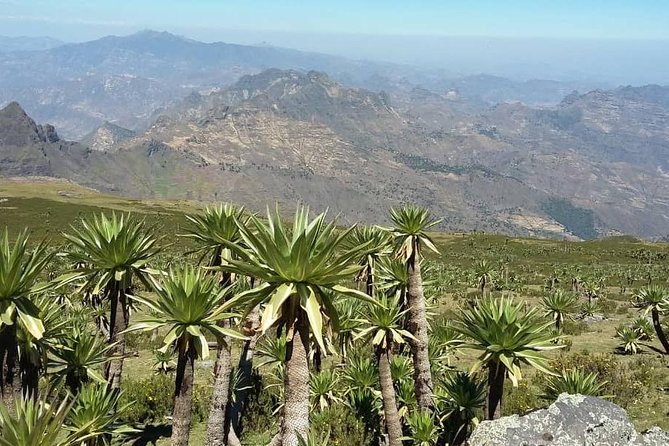 Tour 11 monolithic rock churches & museum in Lalibela & cave church with mummies - Is $355 a fair price?