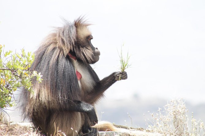 Trekking in Ethiopia's Lalibela Wollo Highland 4 Days / 3 Nights - Who should book this trek?