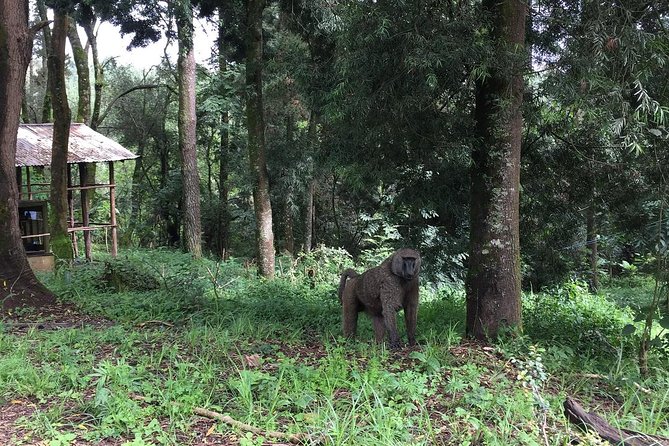 Two days Lake Wenchi and Menagesha Forest - How much walking should you expect?